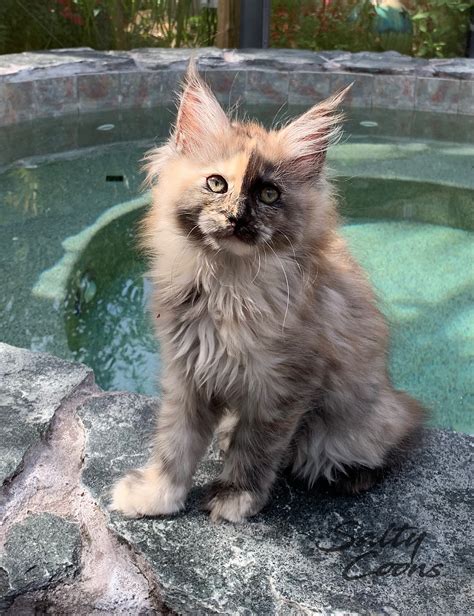 Persian, maine coon, ragdoll, american shorthair, siamese, exotic shorthair, abyssinian, sphynx, birman, bengal. Maine Coon Cats for Sale - Salty Coons Cattery - 20 Years ...
