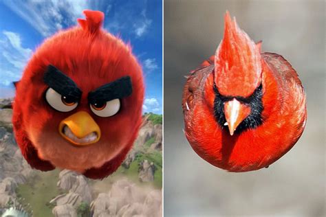 Real Life Angry Bird Is At Large