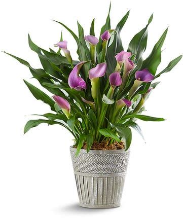Send plant gift online via our plant online delivery. Plant Gift Guide: Send Plant Gifts for Delivery | 1800Flowers