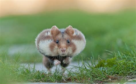 Animal Hamster Hd Wallpaper