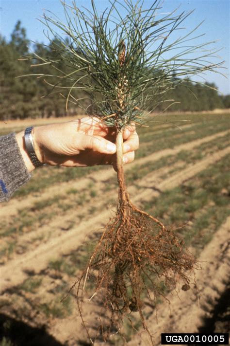 Planting Stock On Ponderosa Pine Pinus Ponderosa 0010005