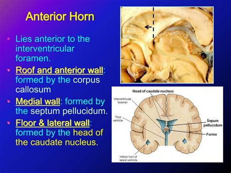 Ppt White Matter Medulla Powerpoint Presentation Free Download