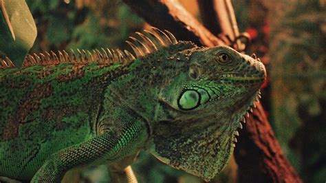 Animal Iguana Reptile Herbivorous Lizards