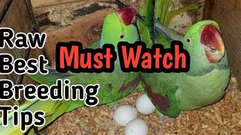 How To Take Breed From Raw Parrots Easily Hb Birds Youtube
