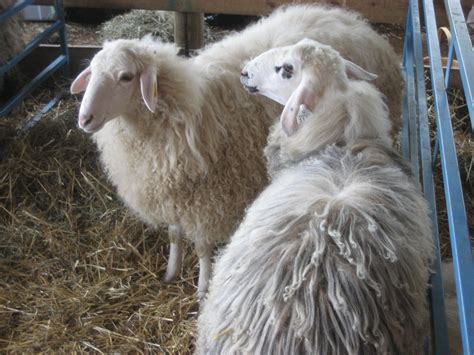 Curly-haired sheep | Leesa | Flickr