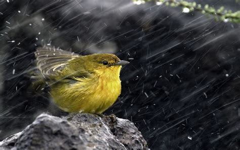 Download hd rain wallpapers best collection. Bird-In-Rain-HD-Wallpaper - HD Wallpaper