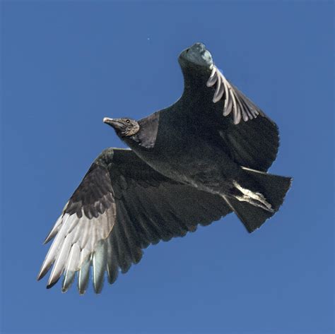 Black Vulture Flying Showing White Wing Tips Photograph By William