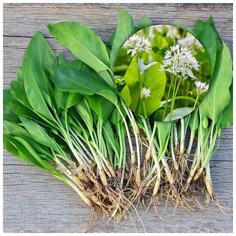 Woodland Bulbs® 25 X Wild Garlic Bulbs Allium Ursinum Top Quality
