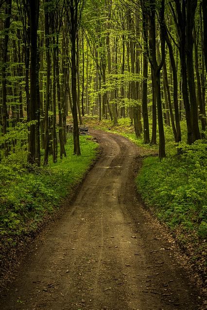 Forest Road Landscape · Free Photo On Pixabay
