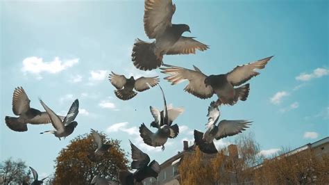 Flock Of Pigeons Flying Stock Video Motion Array