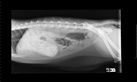 Image Quiz Acute Abdominal Emergencies In Cats Clinicians Brief