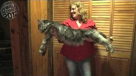 Worlds Longest Cat Guiness World Record Video