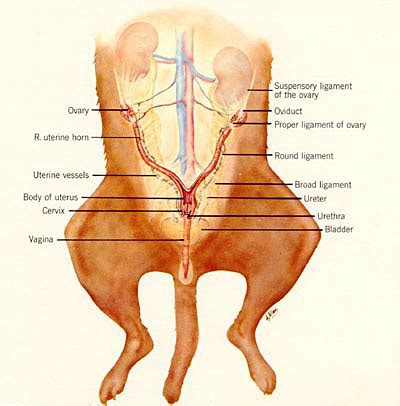 Find this pin and more on martial arts by marlon castellon. Female Dog External Anatomy