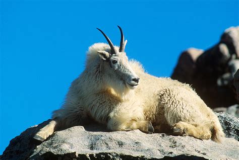 Mountain Goat Male Photograph By Gerald C Kelley Pixels
