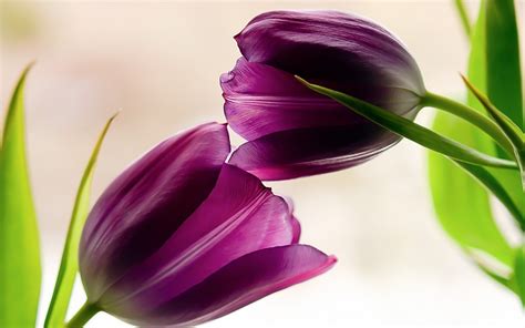 Two Purple Tulips Wallpaper And Background Image