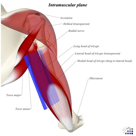 Distal Humerus Anatomy Posterior View