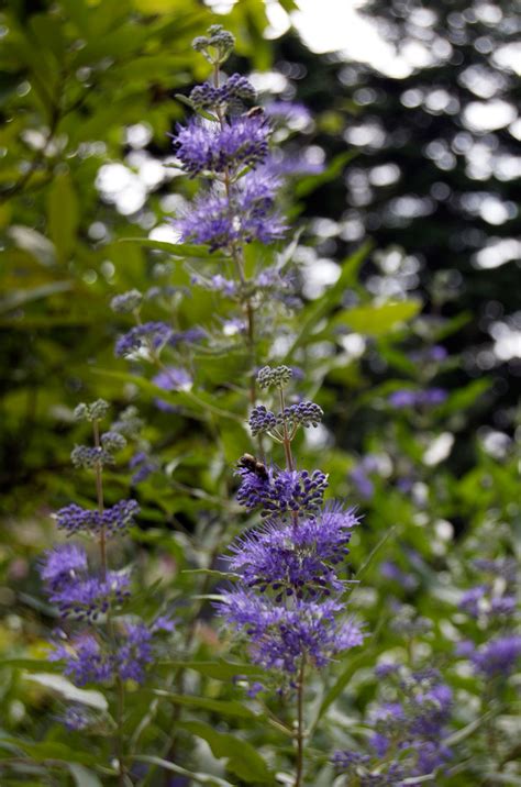Jul 20, 2021 · one of the easiest and fastest ways to add some attractive features to your scenery is to choose from our variety of top picked evergreen flowering shrubs for Blue mist shrub | Caryopteris x clandonensis 'Longwood ...