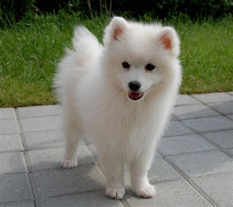 Japanese Spitz Puppies For Sale Bakersfield Ca 120795