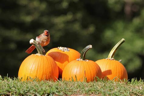 Can Birds Eat Pumpkin The Dos And Donts Of Feeding Birds