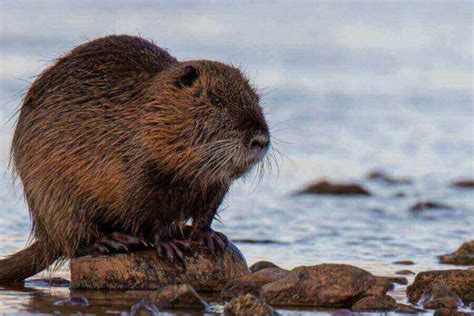 Animals That Look Like A Beaver 9 Beaver Like Animals