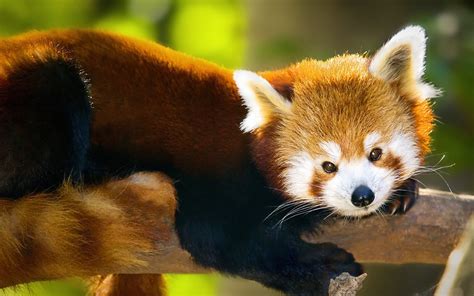 Red Panda Full Hd Wallpaper And Background 1920x1200 Id356823