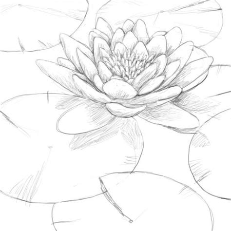 How to draw a lily! Pin on wallpapers