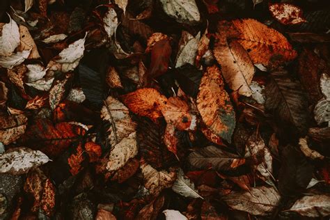 Wallpaper Foliage Autumn Leaves Dry Fallen Hd Widescreen High