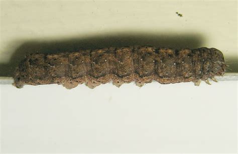 Brown Caterpillar Bugguidenet