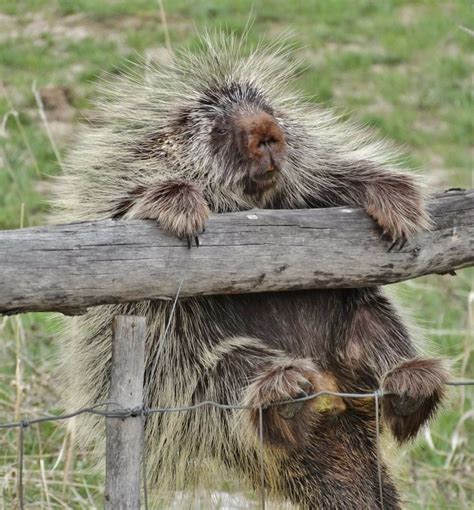 North American Porcupinea Rodent With A Coat Of Sharp Spines Or