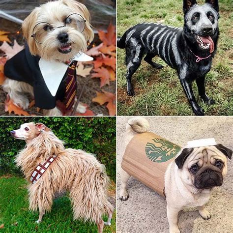 15 Of The Best Diy Halloween Dog Costumes Out There Diy Dog Costumes