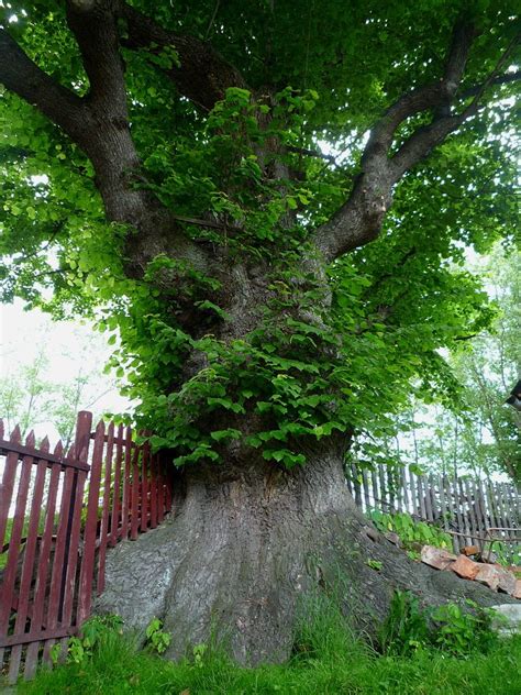 Oldest Trees Najstarsze Drzewa Lipa W Kopańcu Lime In Kopaniec