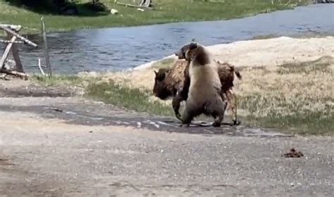 Video Shows Grizzly Taking Down Bison In Ynp Casper Wy Oil City News