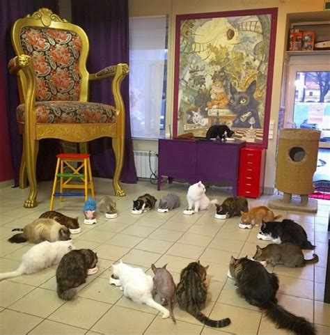 Legrand, a lifelong cat lover who brought her two cats with her when she moved from paris to. Cat café - Wikipedia