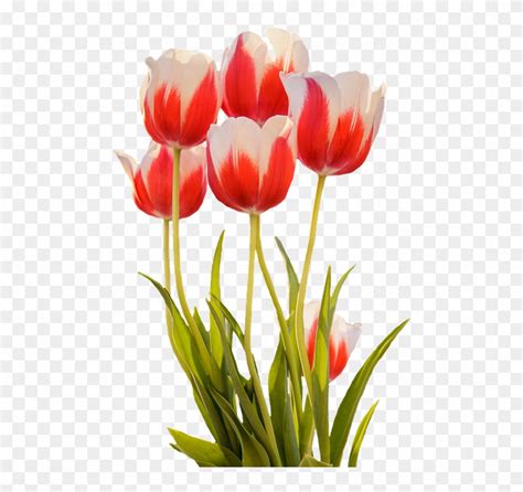 Gambar lukisan yang mudah dibuat. Gambar Bunga Tulip Mekar Clipart (#886479) - PikPng