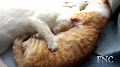 Cat Mating Success | Funny Animal Mating HD - YouTube