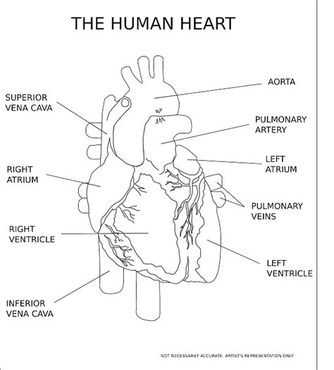 Cómo Funciona El Corazón Salud