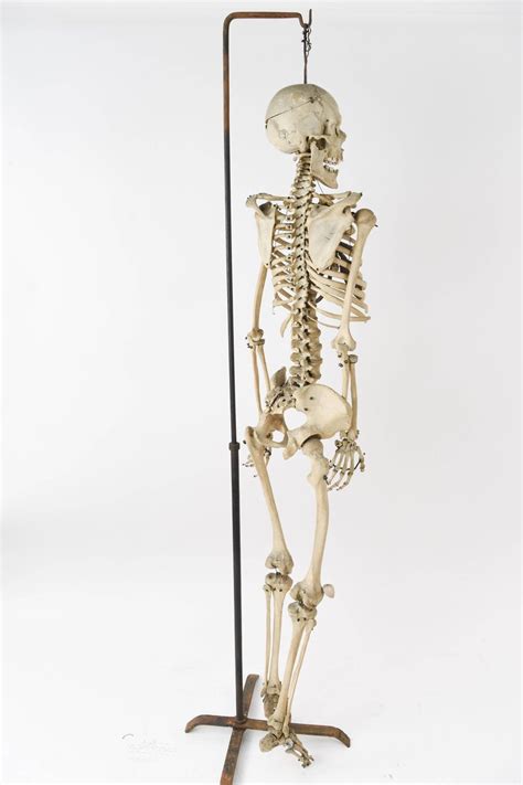 Male Human Skeleton Scientific Education Model For Sale At 1stdibs