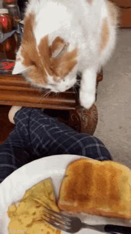 Cat Toast Touch Imgflip