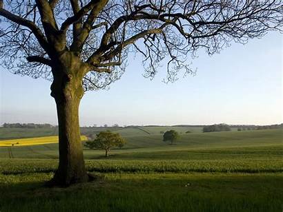 Countryside English Tree Wallpapers Desktop Background Nature