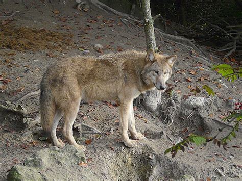 Canis Lupus Chanco Mongolian Grey Wolf In Zoos