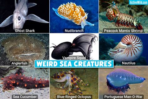 Deep Sea Creatures Sticker Sheet Ph