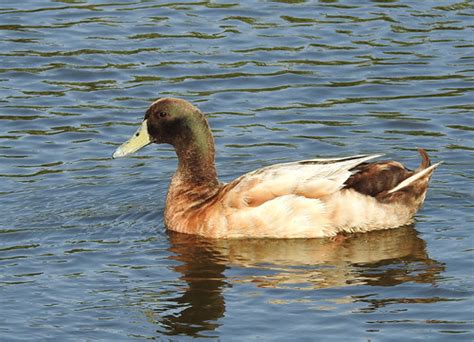 Domestic Mallard X South Padre Island Birding And Nature Cen Flickr
