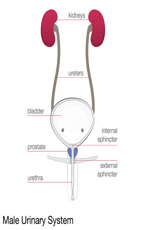 Diagram Urinary System Male