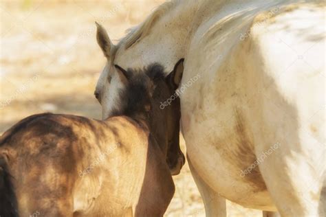 love mother child horse beautiful moment stock photo  bilisanas