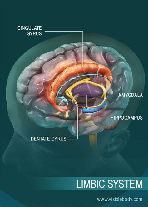 Overview Of The Limbic System Nervous System Limbic System Brain Models