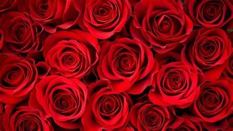 Red Roses Wallpapers 4k Hd Red Roses Backgrounds On Wallpaperbat