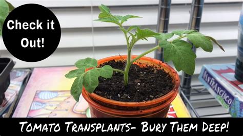 why you must bury your tomatoes deep when you transplant them youtube