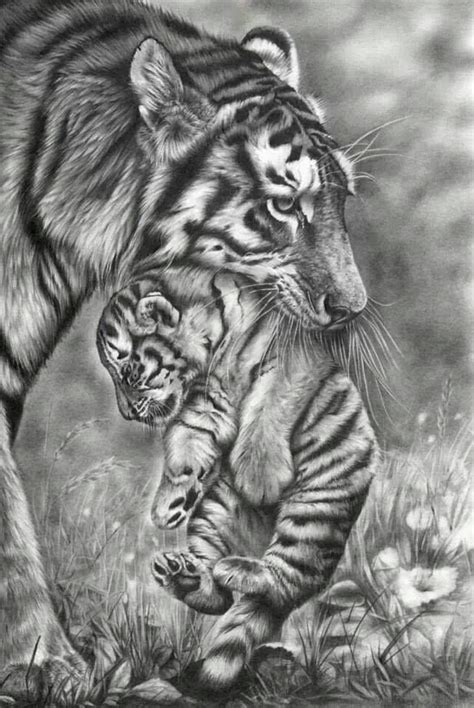 Africa Moçambique Pencil Drawings Of Animals Realistic Animal