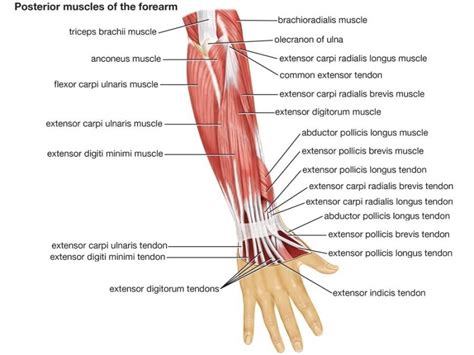 Extensors Of Arm Muscle Attachment Function Rxharun