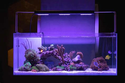 40 Gallon Breeder Acrylic Aquarium Wese Aquarium Fish